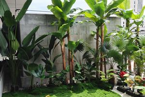 Resistente UV Indoor Outdoor piante di plastica finta vendita <span class=keywords><strong>Online</strong></span> 80cm 7 foglie decorazione per la casa <span class=keywords><strong>Bonsai</strong></span> panno di seta artificiale Banana in vaso - Product Image 2