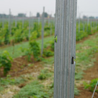 Alternative durable aux piquets de vigne en bois-plastique, acier galvanisé, dure des décennies, sans pourrissement