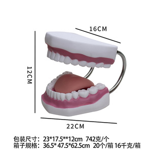 Modelo de Dientes con Aumento de 6x para Enseñanza de Odontología y Medicina, Fijación de Lengua, Restauración Dental, Jardín de Infancia - Product Image 5