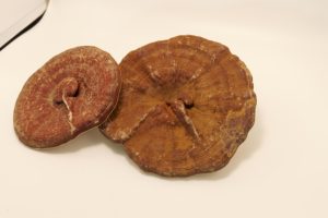 Nấm khô nấm cây trồng mới khung Lingzhi tươi - Product Image 6