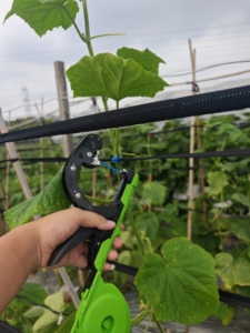 Herramienta OEM de fácil manejo para atar plantas, soporte para viñas de uva y tomate - Product Image 2