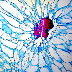 BestScope BS-2010MD intégré <span class=keywords><strong>1.3MP</strong></span> appareil photo numérique Photo vidéo éclairage LED <span class=keywords><strong>Microscope</strong></span> biologique monoculaire - Product Image 3