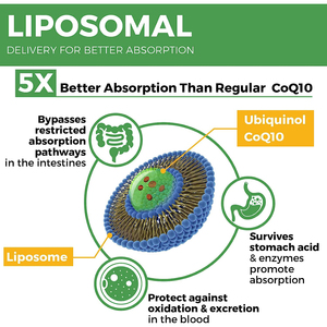 Complément alimentaire de soutien cardiaque antioxydant à absorption élevée OEM/ODM, formule premium, capsules molles de CoQ10 liposomale Ubiquinol - Product Image 5