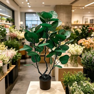 Plante d'arbre à monnaie préservée luxurante avec tronc tressé et feuilles en forme de parapluie pour la prospérité, à poser sur bureau et étagère - Product Image 3