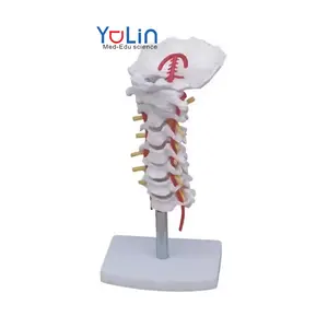 医学人体颈椎模型颈椎脊柱带颈动脉教学模式
