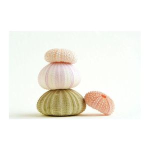 เปลือกหอยเม่นทะเลสวยงามเป็นของขวัญคริสต์มาสจากฟาร์มดอกบัวสีฟ้าสินค้าเวียดนามราคาดีที่สุดผลิตจากเวียดนาม - Product Image 6