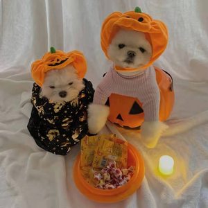 Chapeau pour <span class=keywords><strong>chien</strong></span> et chat personnalisé, doux et confortable, design citrouille, chapeau fantaisie pour animaux de compagnie pour Halloween - Product Image 2