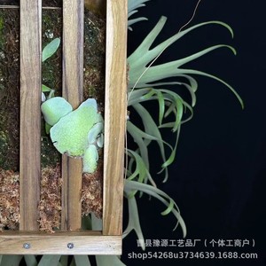 Staghorn Fern Epiphyte <b>Wall</b> Mounted Planting Board Rectangle Solid Wood <b>Display</b> Shelves - Product Image 5