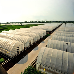 Serre tunnel agricole à structure en acier inoxydable, film plastique PE écologique, pour la culture de tomates, laitues et poivrons - Product Image 5