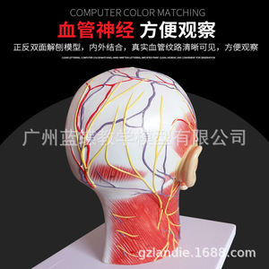 Modèle de crâne humain avec muscles, nerfs et vaisseaux sanguins ; micro-chirurgie esthétique du nerf facial ; anatomie médicale. - Product Image 5