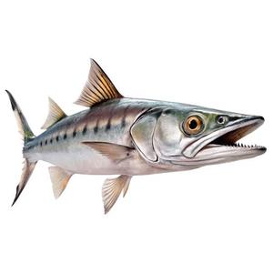 Porciones de Barracuda sin Espinas, Capturadas en el Siluro, Premium, al por Mayor, Alto en Proteínas, Bajo en Carbohidratos, para Servicios de Alimentación HoReCa - Product Image 1
