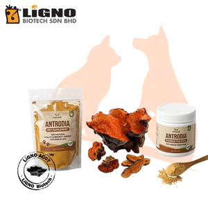 Antrodia Camphorata LiGNO AC07 Polvo Activo Puro, Suplemento para Mascotas, Cuidado de Bienestar para Perros y Gatos, Certificado Halal Kosher, OEM ODM - Product Image 1