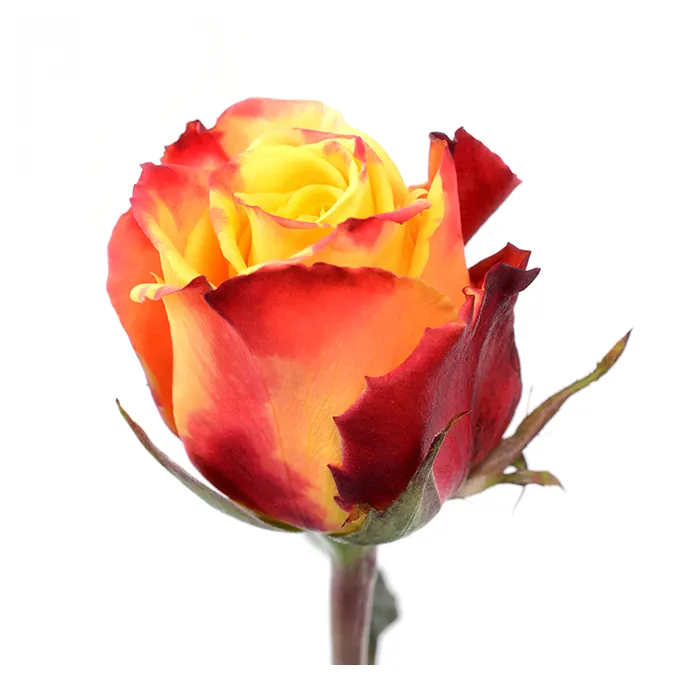प्रीमियम केन्याई ताजा कट फूल सैलामबो नारंगी लाल विदेशी गुलाब बड़े सिर वाले 70 सेमी तना थोक खुदरा ताजा कट गुलाब