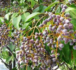 B.c.i Cung cấp ligustrum lucidum chiết xuất từ quả 10:1 bóng privet chiết xuất từ quả bột - Product Image 2