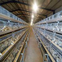 Cage à poules pondeuses AType entièrement automatique avec système de collecte d'oeufs en batterie pour ferme d'élevage de poulets