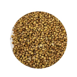 Hạt Rau Mùi Cung Cấp Từ Nhà Máy Hạt Rau Mùi Khô Gia Vị Tự Nhiên Hạt Rau Mùi Khô Chất Lượng Cao - Product Image 1