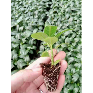 Khuôn Ép Thủy Canh Chậu Cây Giống Nhựa Khay Hạt - Product Image 3