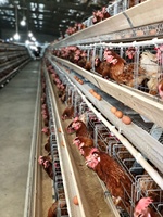 Cages Cages de type A pour poules pondeuses Cages pour poules pondeuses pour fermes