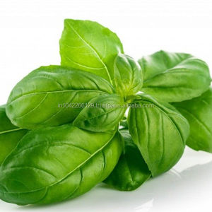 OEM 100% Pure & Natural Basil Essential Oil for <b>Diffuser</b>, Spa, Skincare, Soap & Candle Making Wholesale Bulk Manufacturer - Product Image 4