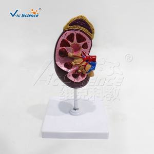 Modello Anatomico del Renino, Struttura del Renino, Modelli Anatomici per Scienza Medica - Product Image 3