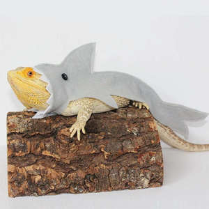 Jouet interactif en feutre doux fait main motif requin pour dragon barbu, lézard, caméléon, iguane et autres reptiles – Offre spéciale - Product Image 2