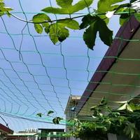 Filet de soutien pour plantes grimpantes en PE pour jardinage, idéal pour tomates, concombres, raisins et haricots