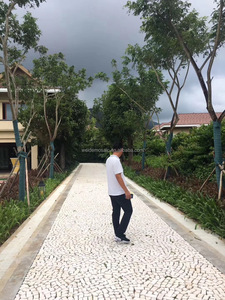 Doğal bej çakıl mermer mozaik havuz karosu açık veranda için Crema Marfil rastgele taşlar zemini - Product Image 2