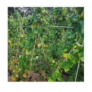 Venta al por mayor Pultruded Frp Round <span class=keywords><strong>6mm</strong></span> <span class=keywords><strong>Varilla</strong></span> <span class=keywords><strong>de</strong></span> <span class=keywords><strong>fibra</strong></span> <span class=keywords><strong>de</strong></span> <span class=keywords><strong>vidrio</strong></span> para soportes <span class=keywords><strong>de</strong></span> invernadero - Product Image 4
