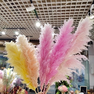 High Quality Wedding Decorative Green White Pampas Decor Large Fluffy Natural Dried Pampas Grass <strong>for</strong> <strong>Sale</strong> - Product Image 1