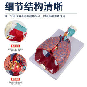 Modèle d'anatomie laryngée et cardio-pulmonaire humaine, modèle de segment pulmonaire et de trachée, modèle de cœur, anatomie laryngée, système respiratoire - Product Image 3