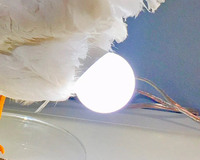 Nouvelle lampe de poule lumineuse réaliste 2023, lampe de poule pondeuse 3D, lumières de nuit pour œufs de Pâques pour la chambre des enfants