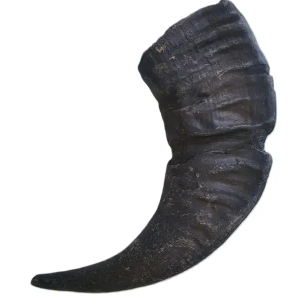 Beste Qualität Buffalo Horn natürlich mit Großhandelspreis aus Indien