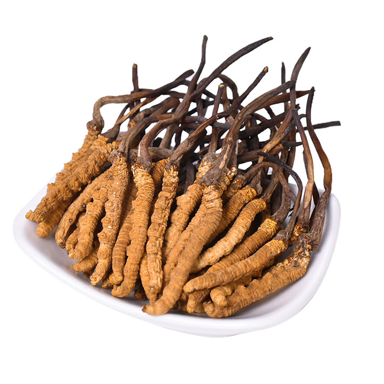 Wholesale Bulk Cordyceps Fungus Complex Health Chinese Medicine Large Size Tibet Cordyceps Sinensis