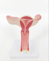Modelo anatómico de PVC para órganos genitales femeninos: Entrenamiento de Ciencias Médicas realista y duradero para uso en hospitales/escuelas