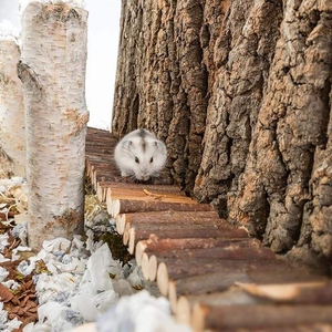Échelles en bois naturel Hamster Jouets Friendly Wooden Bark Pet Toy Durable Robuste Clôture en bois Cage Décorations - Product Image 4