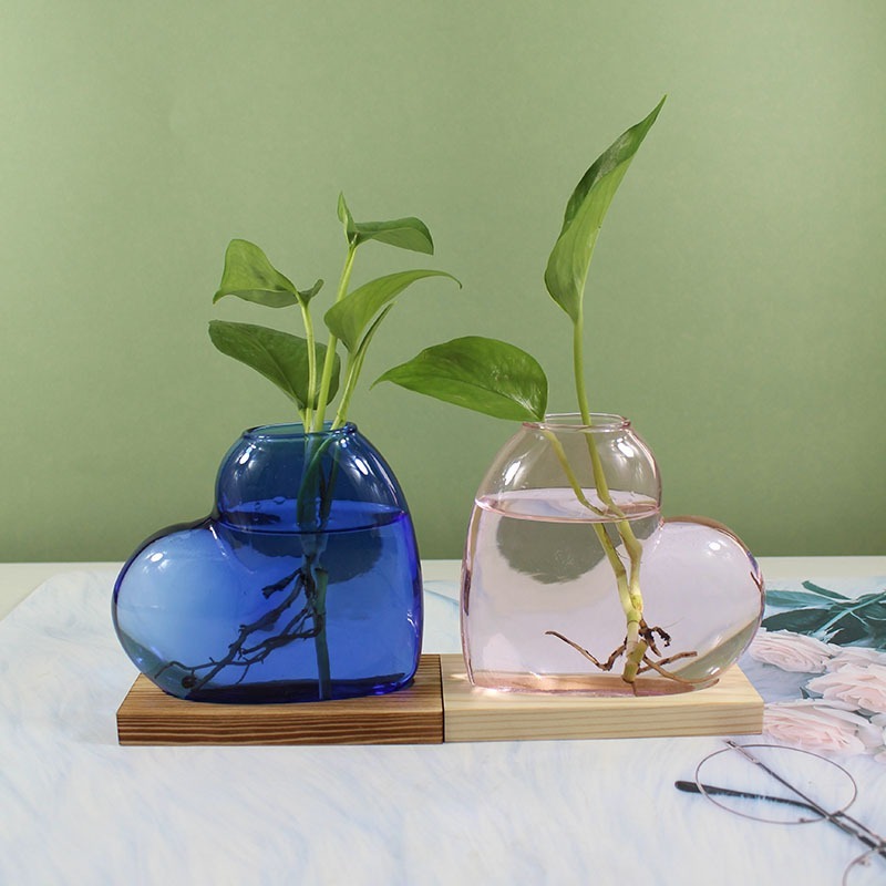 air Plant Terrarium Hydroponics Plants Desktop