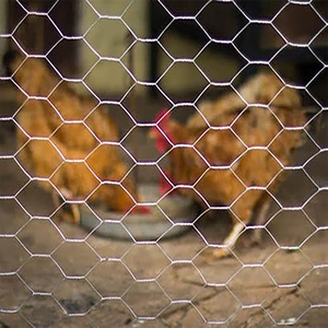 Grillage hexagonal personnalisé galvanisé à chaud pour poulets et volailles Clôture en métal tissé enduit de PVC pour l'alimentation des poulets et des canards - Product Image 3