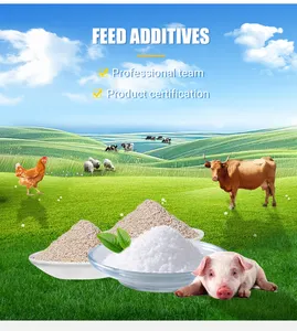 SUNDGE Chine Approvisionnement Additif Alimentaire attractif Poudre CAS 107-43-7 98% Bétaïne Anhydre