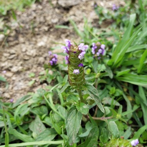 Nuova Erba Medicinale Cinese Prunella Vulgaris Essiccata, Frutto di Prunella Vulgaris per Guarigione Naturale delle Ferite - Product Image 4
