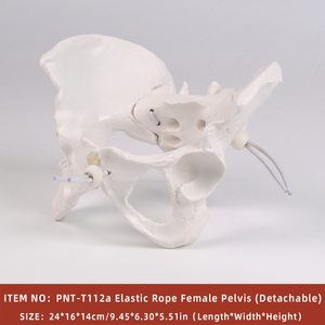 PNATOMY PNT-T112a modèle anatomique de bassin féminin grandeur nature (plastique détachable) affiche les os pelviens coccyx symphyse pubienne - Product Image 2