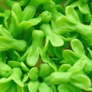 Flores de Crepera de la India Hechas a Mano con Arcilla Tailandesa de Alta Calidad, Cada Pieza Está Moldeada Cuidadosamente a Partir de Plantas Reales - Product Image 6