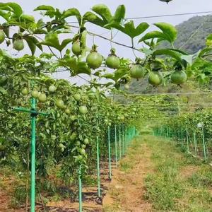 Venta al por mayor de fábrica, tubos FRP pultruidos UV, postes de fibra de vidrio de fieltro para estacas de soporte de árboles frutales de pasión - Product Image 2