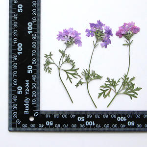 Sud-américain Fausse <span class=keywords><strong>Verveine</strong></span> Petite <span class=keywords><strong>Verveine</strong></span> Avec Branche Fleurs Pressées Résine Oeuvre Cadre DIY Artisanat Bougie Epoxy - Product Image 6