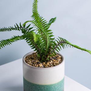 Deco piante grasse bianco verde grigio tre della banda di colore del modello di porcellana pianta alti piccoli vasi - Product Image 2