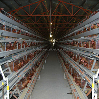 Cages à poules pondeuses d'occasion à bas prix, cages à volailles durables et faciles à installer pour élevages de poulets