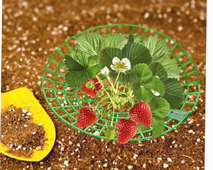 Haute qualité plante légumes Support cadre fraise plante Support support jardinage extérieur fraise plante Support - Product Image 4