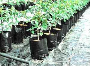 Sacs de culture en plastique noir de 18 L avec trous de drainage, pots de plantation réutilisables pour le jardin - Product Image 4