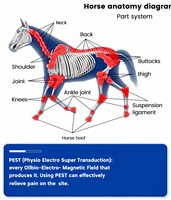 Appareil de massage PEMF portable de haute qualité pour la relaxation musculaire de tout le corps, adapté aux chevaux, chiens et chats, machine PEMF pour élevage équin.