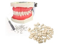 Modelo de práctica dental extraíble de PVC para estudio y práctica