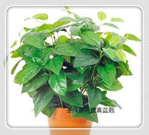 Plante artificielle Calla Lily / Plante d'<span class=keywords><strong>arum</strong></span> aquatique artificielle <span class=keywords><strong>en</strong></span> <span class=keywords><strong>pot</strong></span> Bonsaï / Plantes <span class=keywords><strong>en</strong></span> plastique pour l'intérieur et l'extérieur <span class=keywords><strong>en</strong></span> vente - Product Image 4